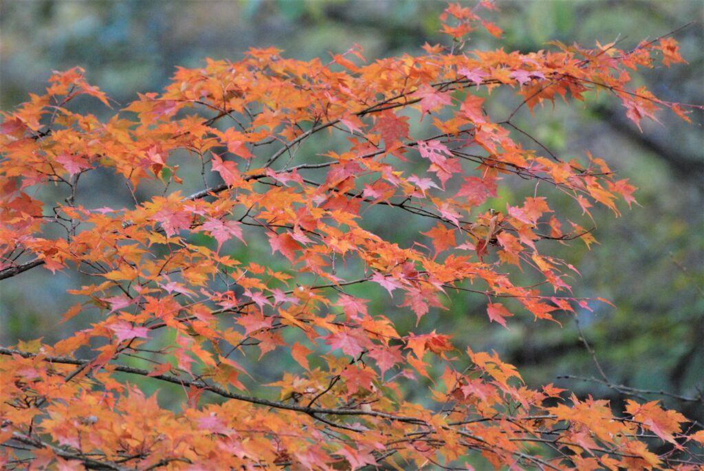 【編集部だより】石鎚山の紅葉