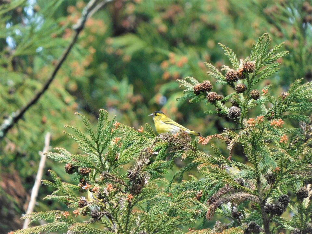 【編集部だより】石鎚山系の動植物（秋編）