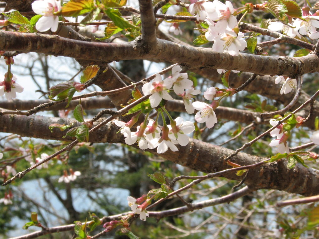 【編集部だより】春目前の石鎚山系