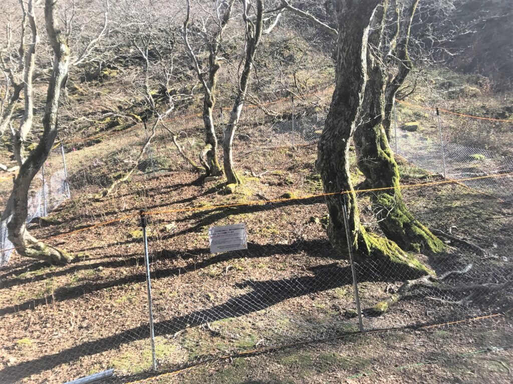 防鹿ネット