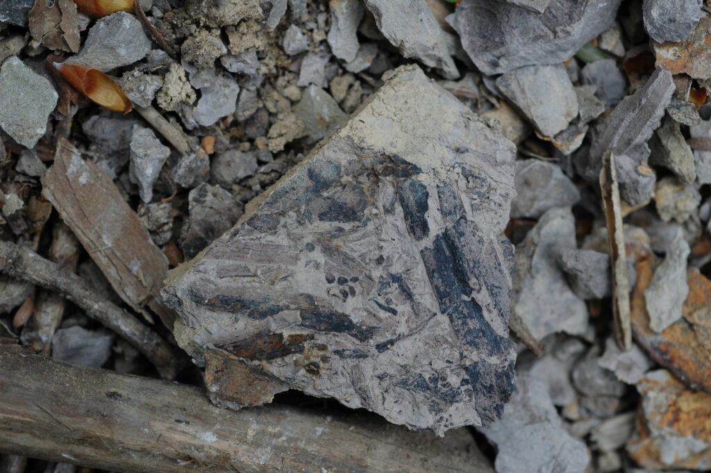 【編集部だより】石鎚山の化石