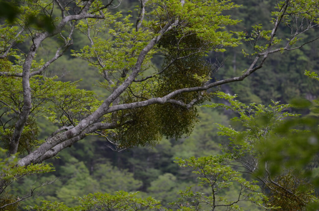 【編集部だより】ヤドリギ（寄生木）