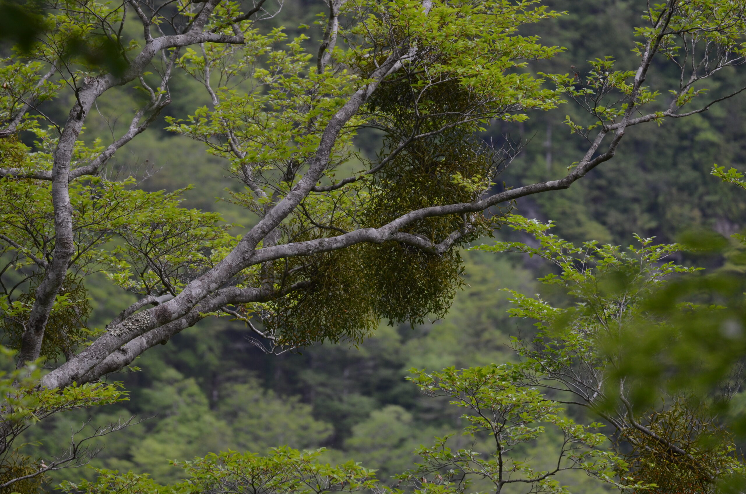 編集部だより】ヤドリギ（寄生木） | 石鎚山・石鎚山系公式｜石鎚山系