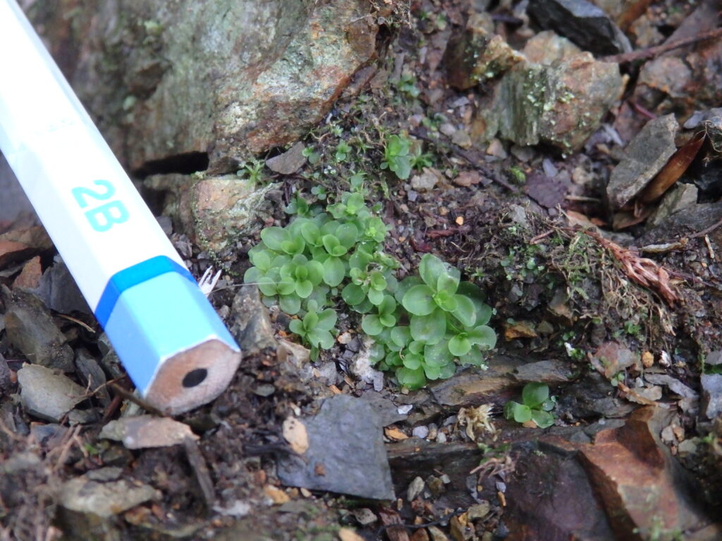 【編集部だより】イシヅチゴケ